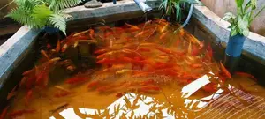 Koi Fish