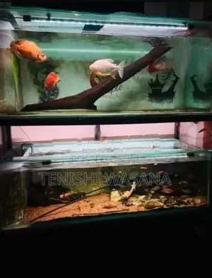 5 Feet 2 Fish Tanks With Full Set