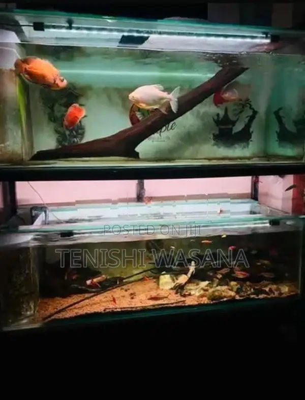5 Feet 2 Fish Tanks With Full Set