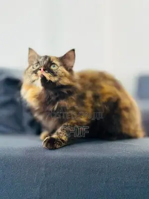 Persian Kitten