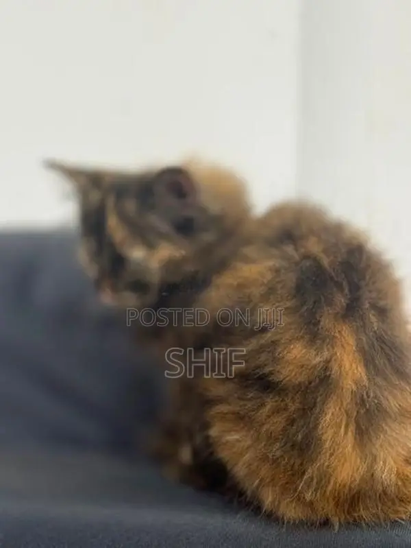 Persian Kitten