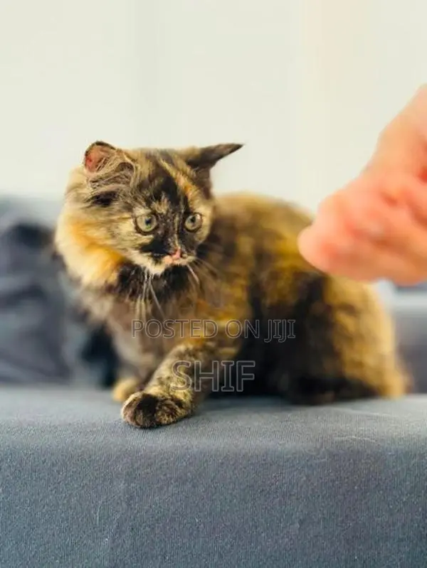 Persian Kitten