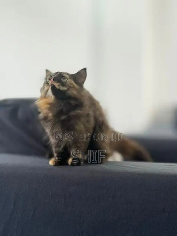 Persian Kitten