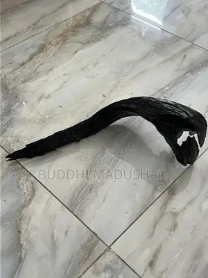 Driftwood For Tank