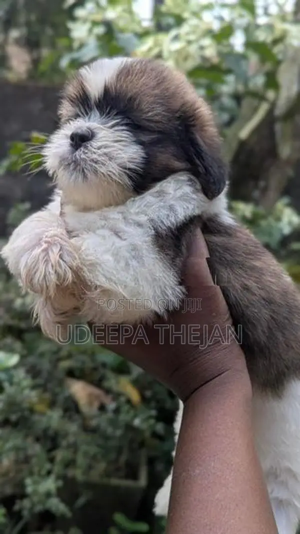 Shihtzu Puppies