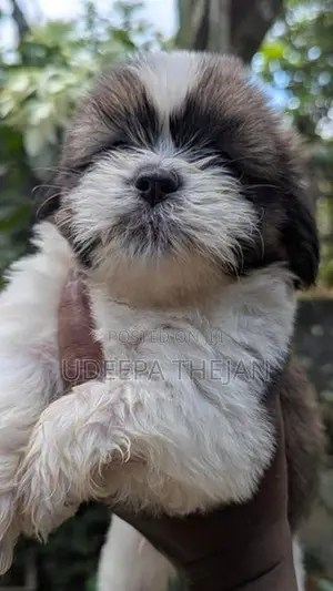 Shihtzu Puppies