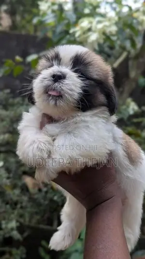 Shihtzu Puppies