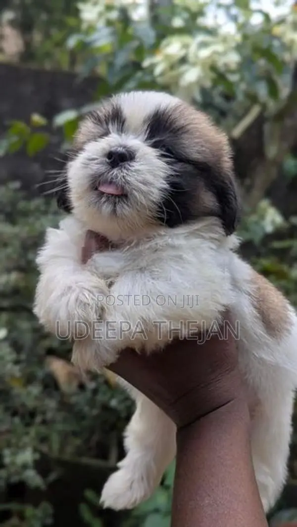 Shihtzu Puppies