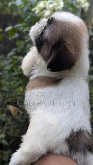 Shihtzu Puppies