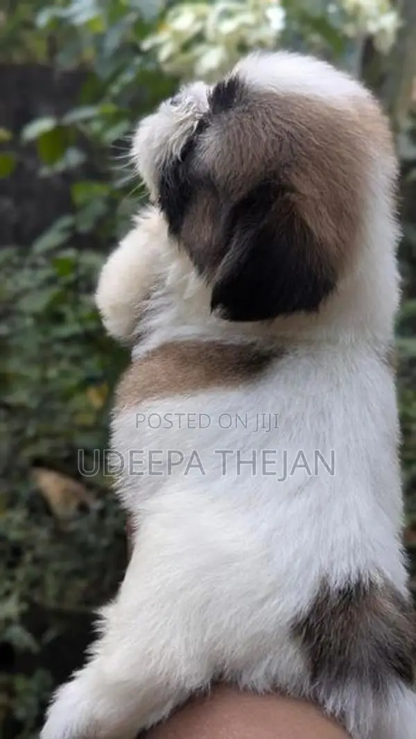 Shihtzu Puppies