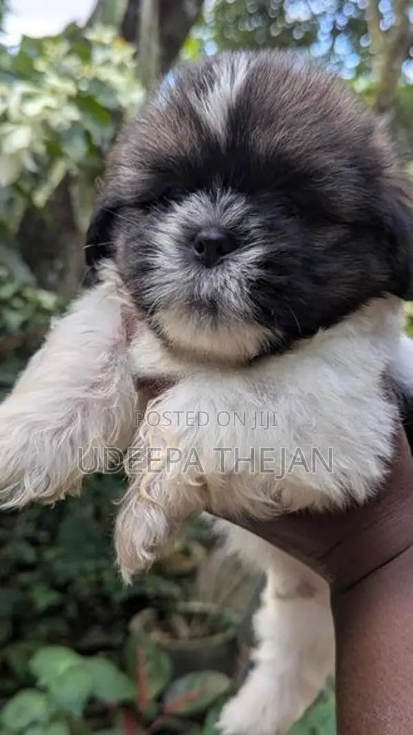 Shihtzu Puppies
