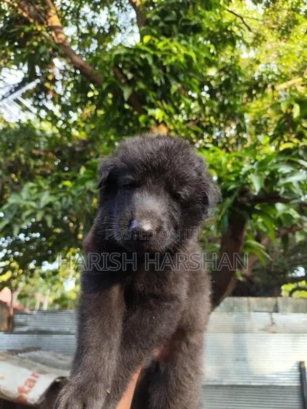 German Shepherd