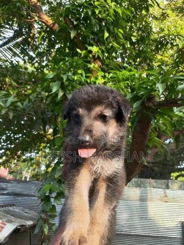 German Shepherd