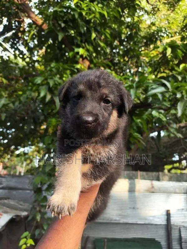 German Shepherd