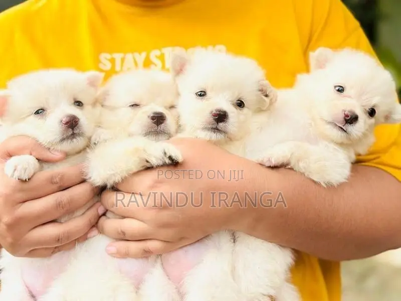 Japanese Spitz Puppies