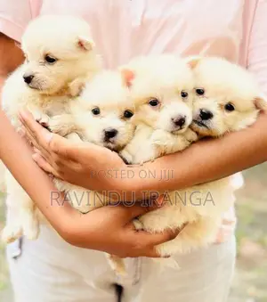 Japanese Spitz Puppies
