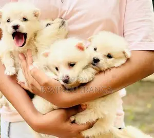 Japanese Spitz Puppies