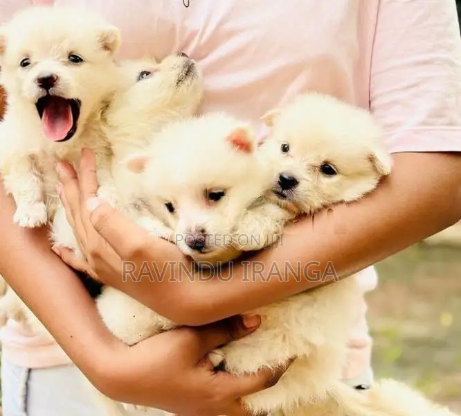 Japanese Spitz Puppies