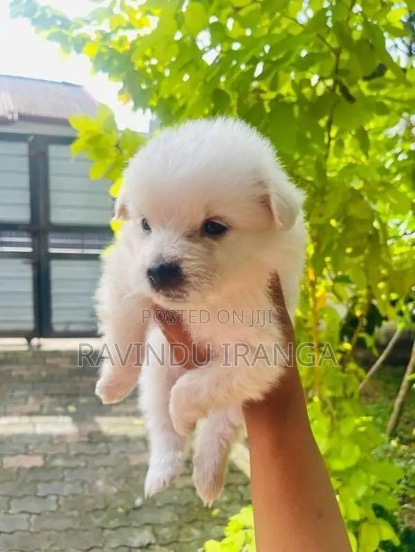 Japanese Spitz Puppies
