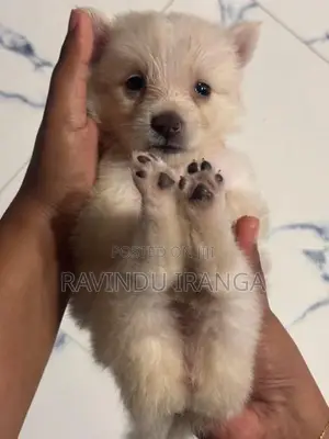 Japanese Spitz Puppies