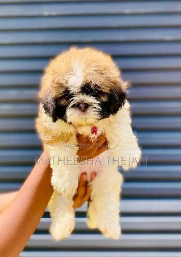 Shihtzu Puppies