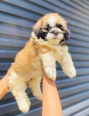 Shihtzu Puppies