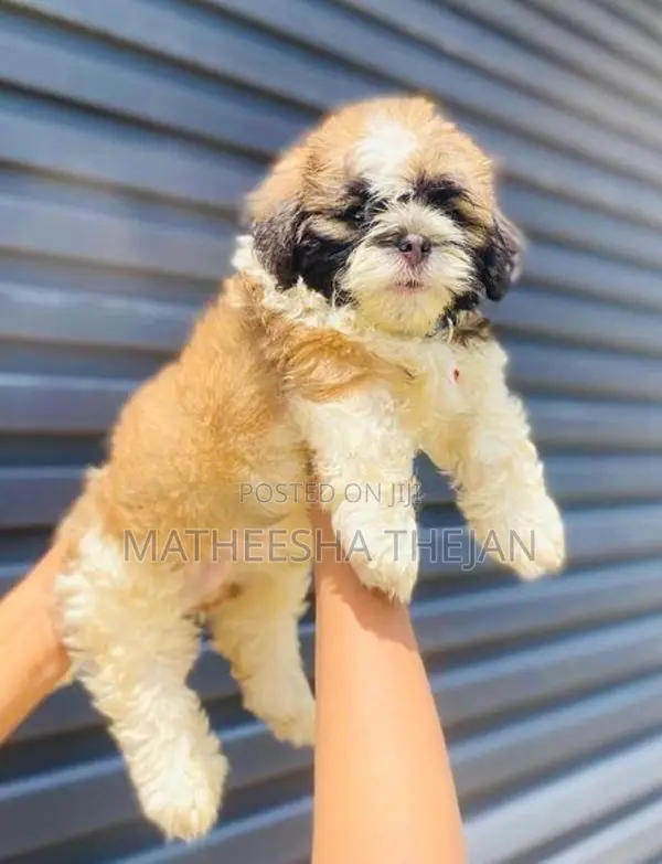 Shihtzu Puppies