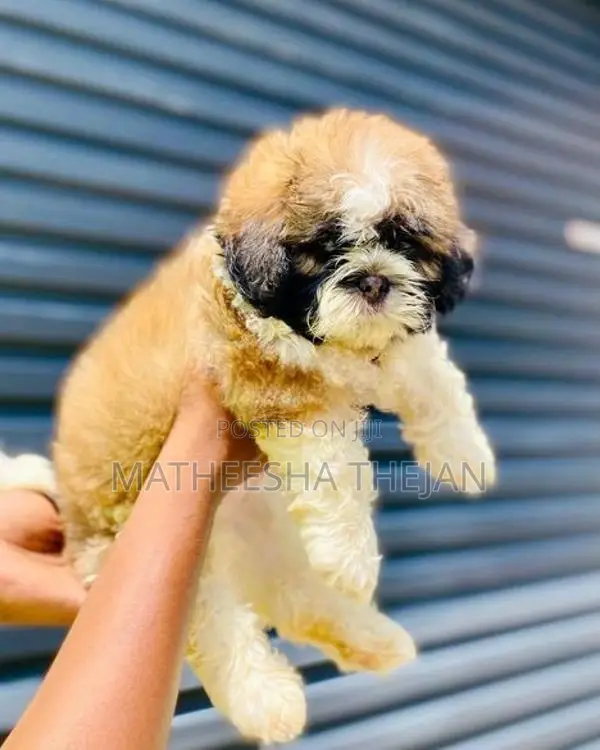 Shihtzu Puppies