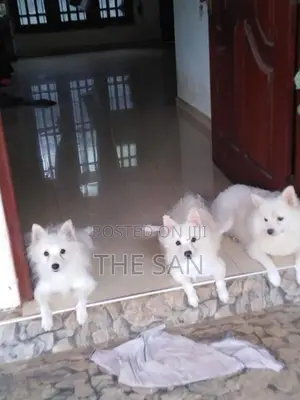 Lion Pomeranian