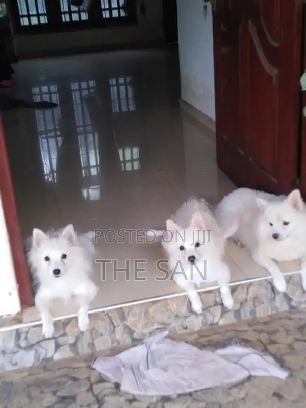Lion Pomeranian