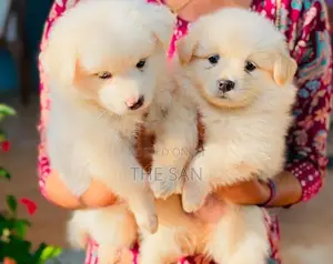 Lion Pomeranian