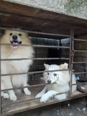 Lion Pomeranian