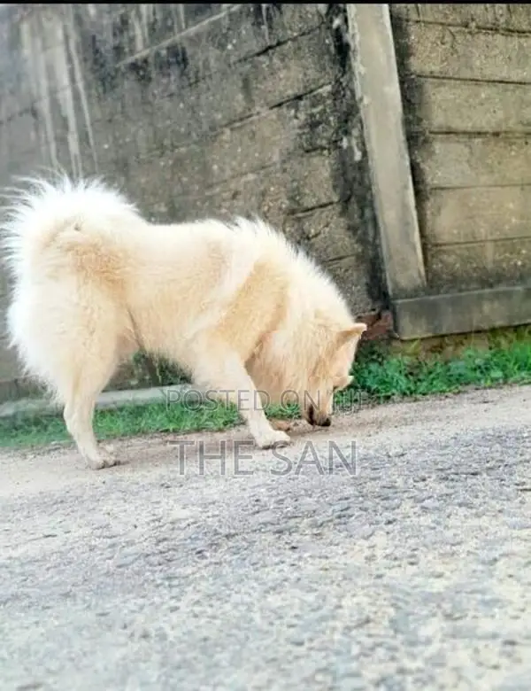 Lion Pomeranian