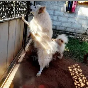 Lion Pomeranian