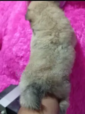 Lion Pomeranian Puppies
