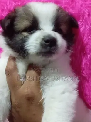 Lion Pomeranian Puppies