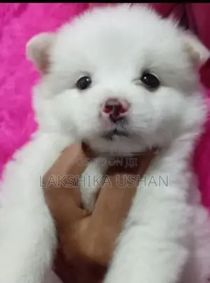 Lion Pomeranian Puppies