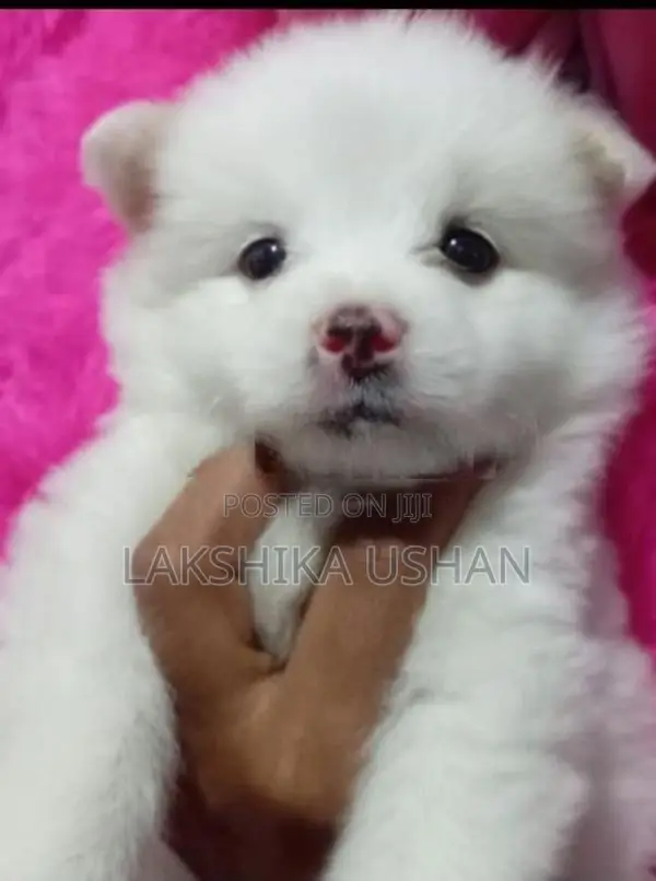 Lion Pomeranian Puppies