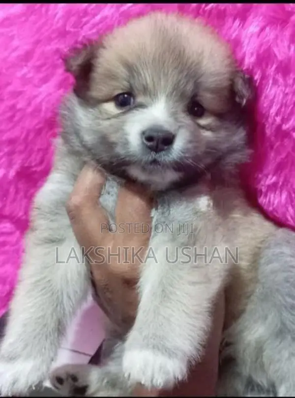 Lion Pomeranian Puppies