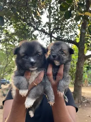 Lion Pomeranian