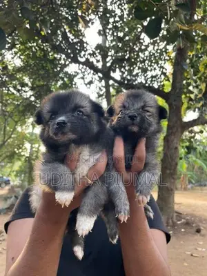 Lion Pomeranian