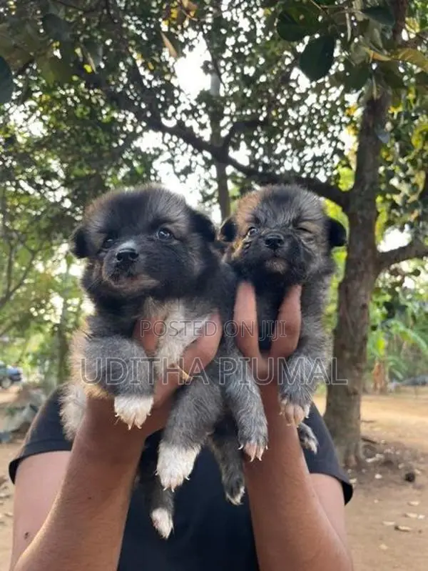 Lion Pomeranian