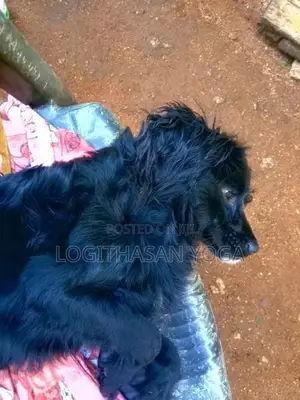 Cocker Spaniel Dog