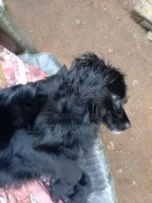 Cocker Spaniel Dog