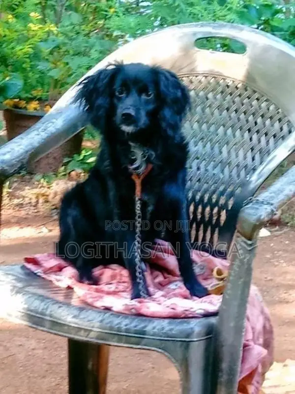 Cocker Spaniel Dog