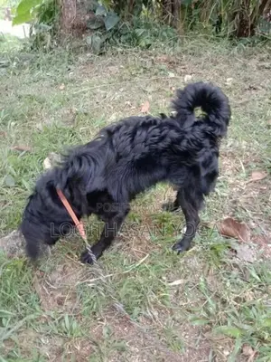 Cocker Spaniel Dog