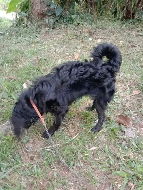 Cocker Spaniel Dog