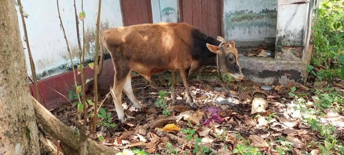 වැස්සි පැටියා සහ වස්ස