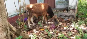 වැස්සි පැටියා සහ වස්ස