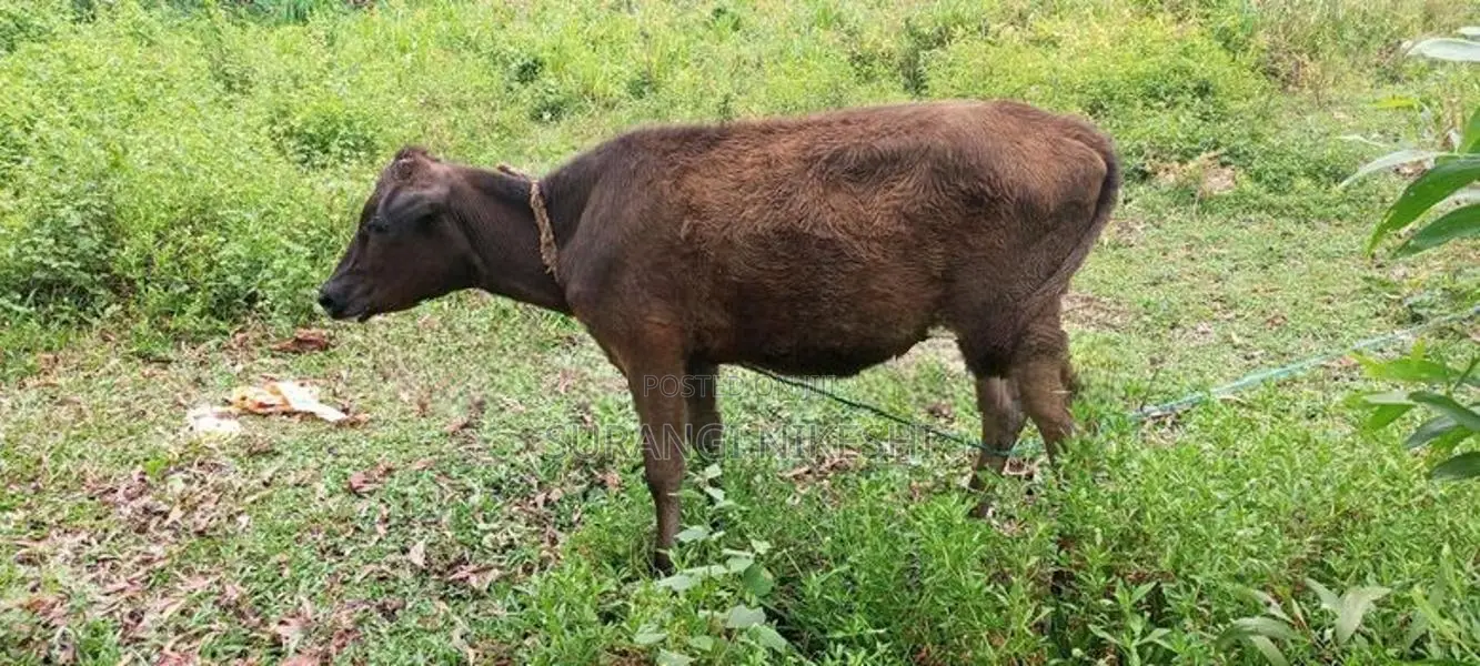 වැස්සි පැටියා සහ වස්ස